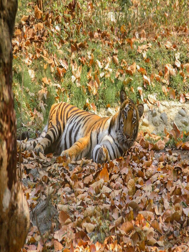 Royal Bengal Tiger
