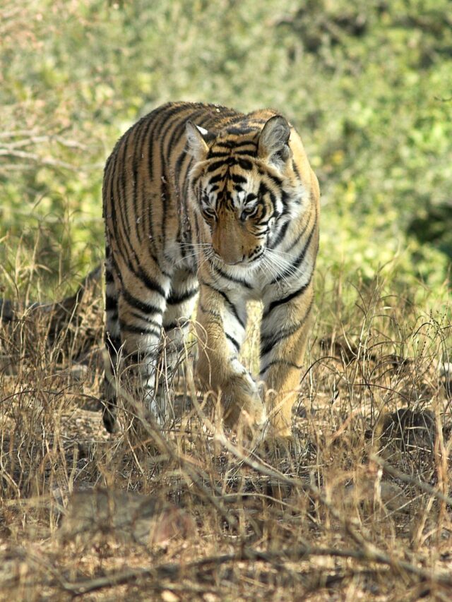 Ranthambhore National Park