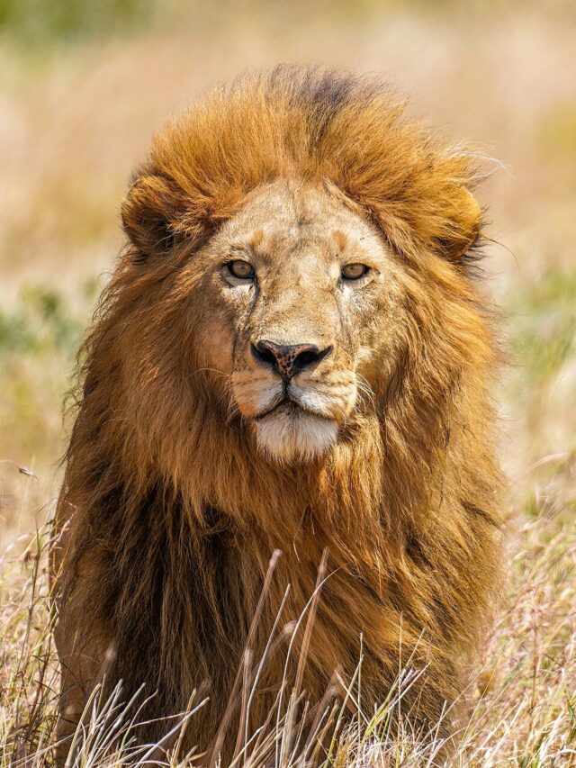 Top 7 Places to Spot Lion in India