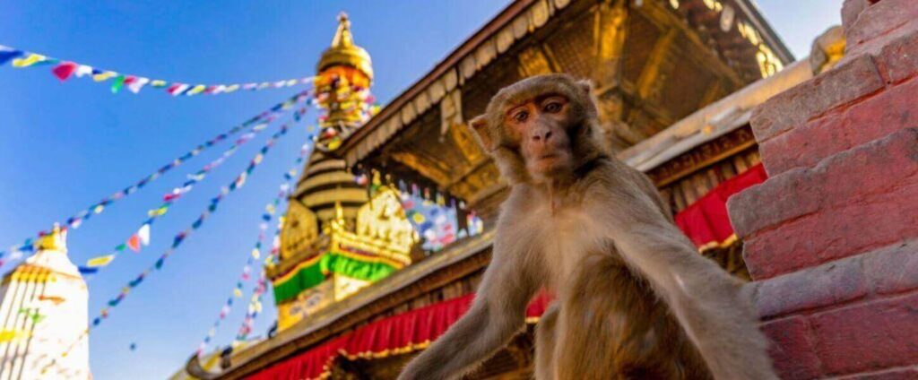 Kathmandu Tour Guide : Swayambhunath-Stupa-(Monkey Temple)