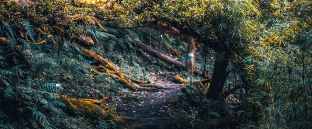 Best Trek in Nepal: Mardi Himal